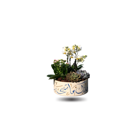 Mini Orchids with kalanchoe and echeveria