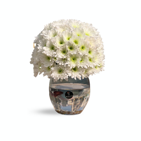 White Chrysanthemum with Fighter Fish