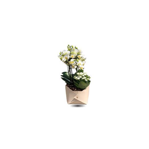Mini Orchids with white kalanchoe