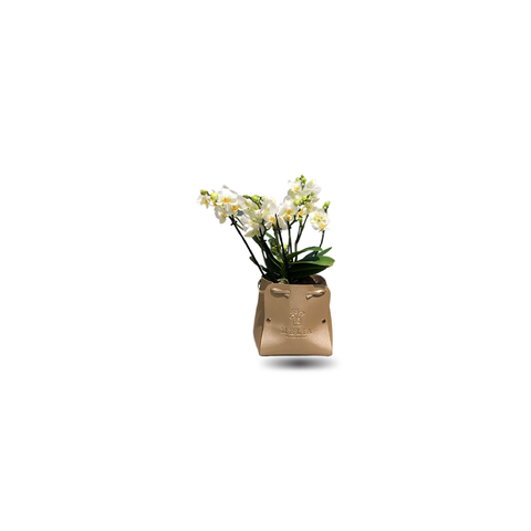 Mini Orchids with leather bag