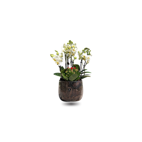 Mini Orchids with red kalanchoe