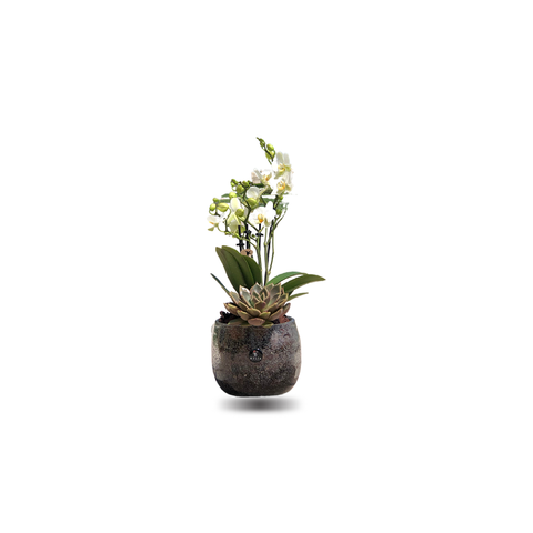 Mini Orchids with echeveria