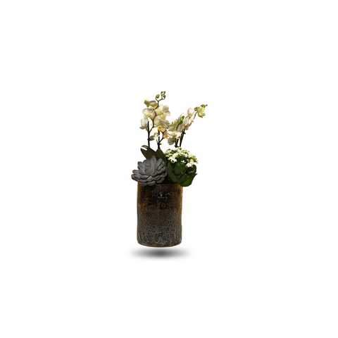 Mini Orchids with bubble vase.
