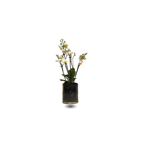 Mini Orchids with small bubble vase.