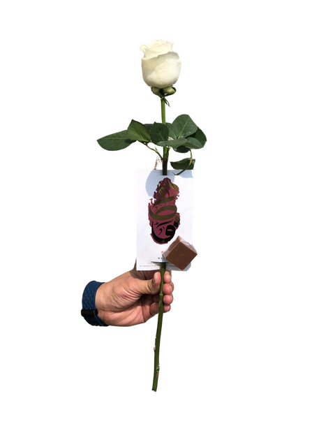 Single rose(white) with 1  chocolate