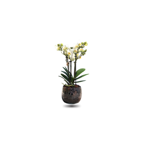 Mini Orchids with bubble vase