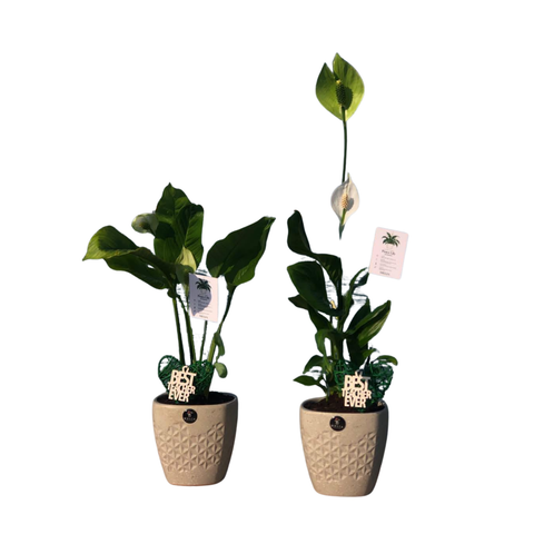 Best Teacher Ever Plants per pcs