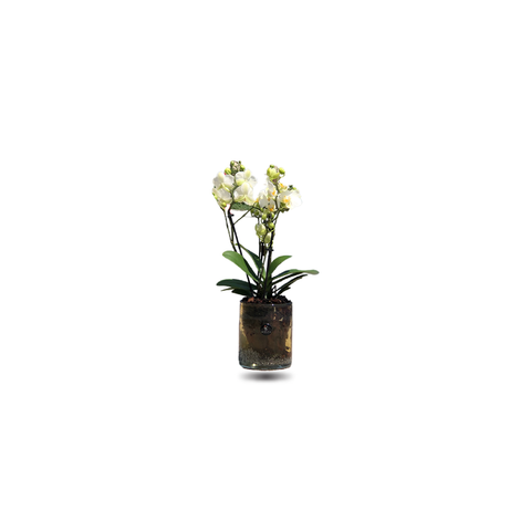 Mini Orchids with bubble vase.
