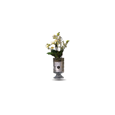 Mini Orchids with rome diamond vase