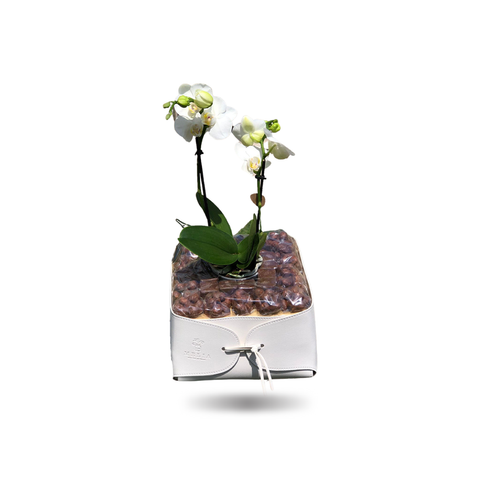 600g of chocolate with orchids plant